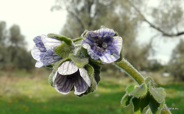 Cynoglossum creticum MILL.