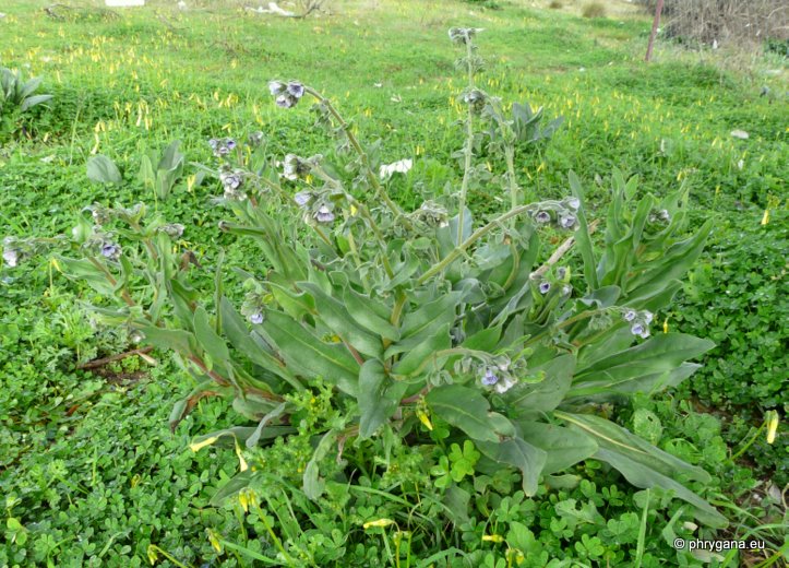 Cynoglossum creticum MILL.