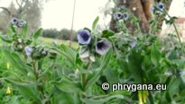 Cynoglossum creticum MILL.