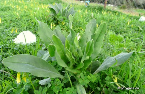 Cynoglossum creticum MILL.