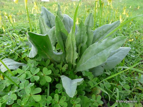 Cynoglossum creticum MILL.