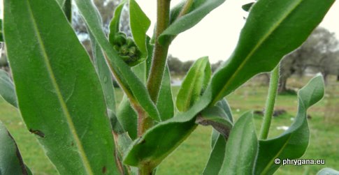 Cynoglossum creticum MILL.