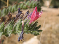 Echium angustifolium MILLER subsp. angustifolium