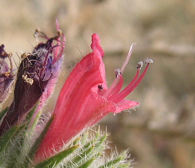 Echium angustifolium MILLER subsp. angustifolium