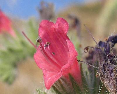 Echium angustifolium MILLER subsp. angustifolium