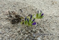 Echium arenarium GUSS.