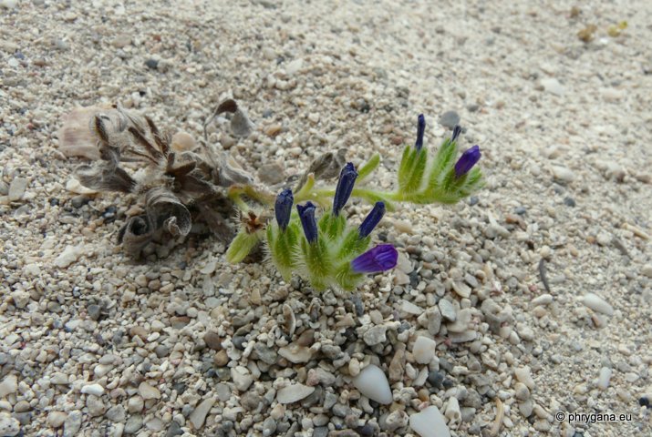 Echium arenarium GUSS.