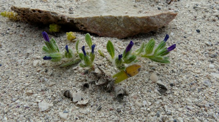 Echium arenarium GUSS.