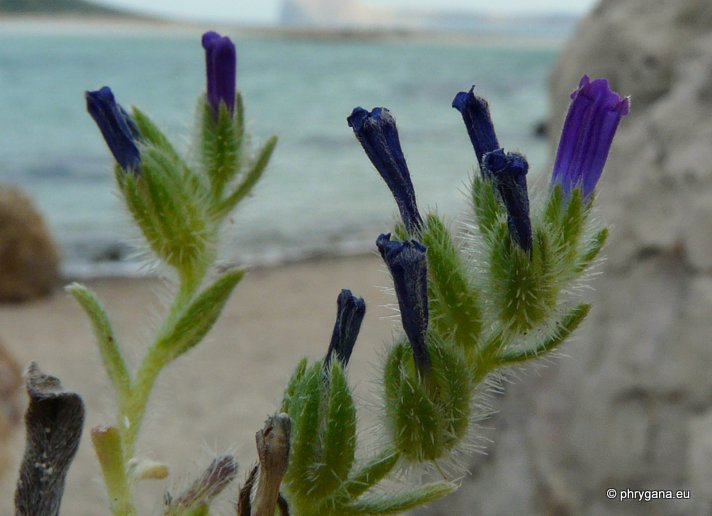 Echium arenarium GUSS.