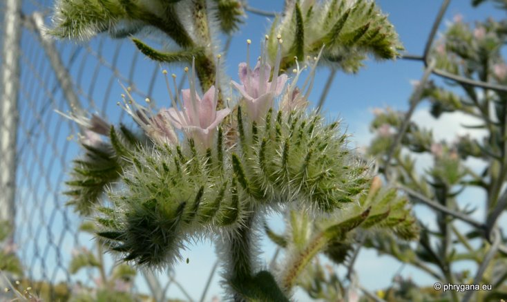 Echium italicum subsp. biebersteinii (LACAITA) GREUTER & BURDET