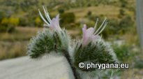 Echium italicum subsp. biebersteinii (LACAITA) GREUTER & BURDET