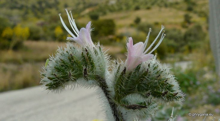 Echium italicum subsp. biebersteinii (LACAITA) GREUTER & BURDET