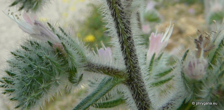 Echium italicum subsp. biebersteinii (LACAITA) GREUTER & BURDET