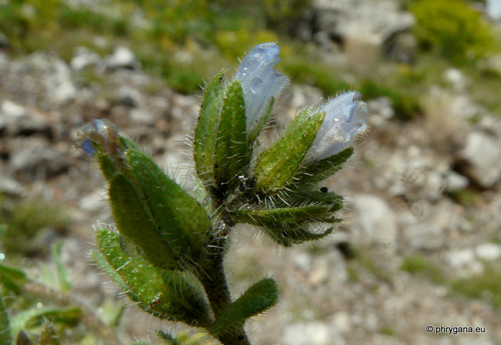 Echium parviflorum MOENCH