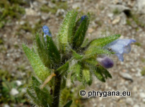 Echium parviflorum MOENCH