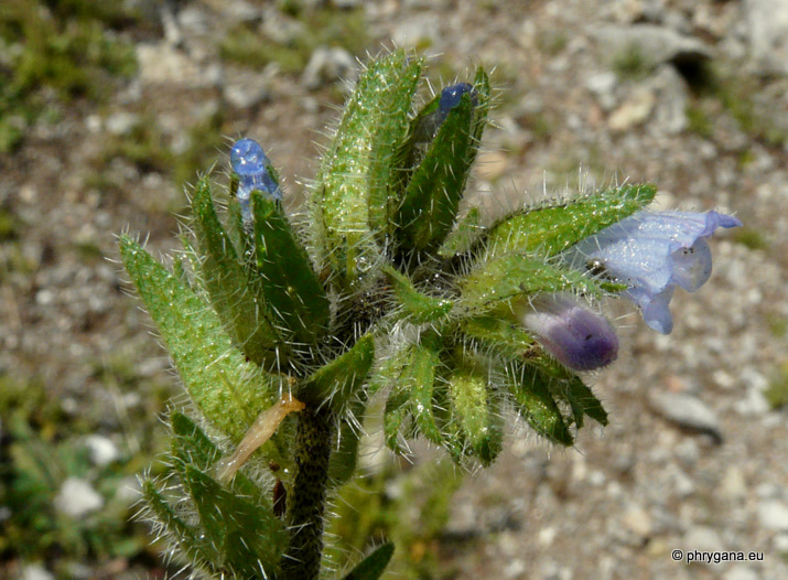 Echium parviflorum MOENCH