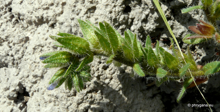 Echium parviflorum MOENCH