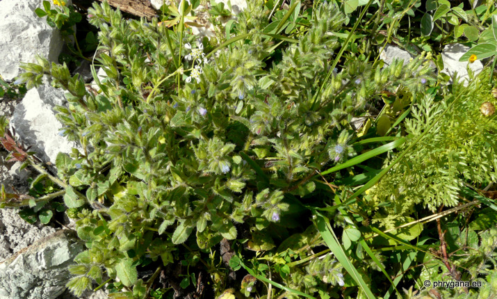 Echium parviflorum MOENCH