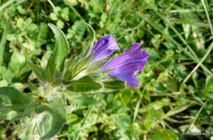 Echium plantagineum L.