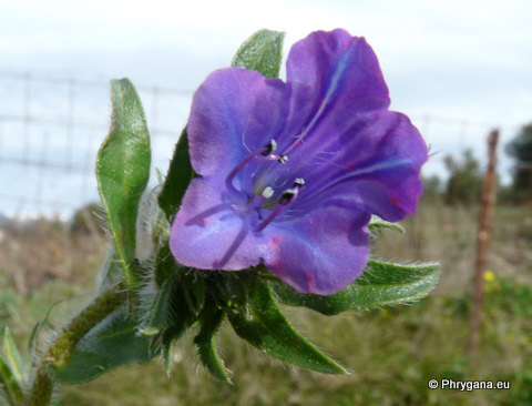 Echium plantagineum L.