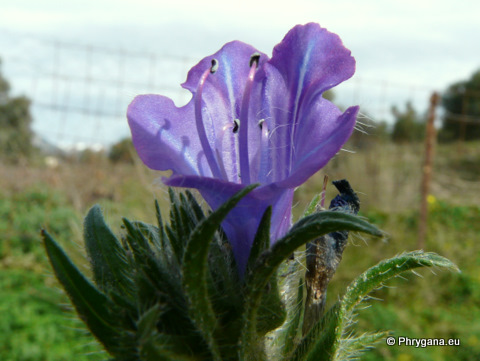 Echium plantagineum L.