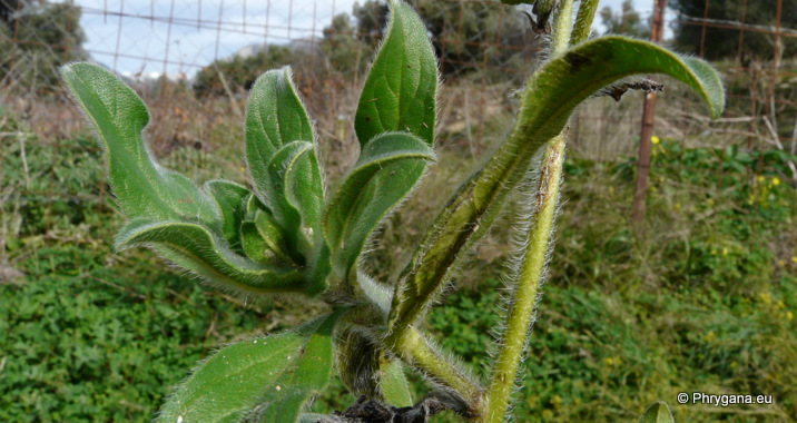 Echium plantagineum L.