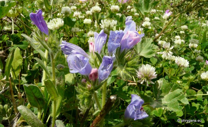 Echium plantagineum L.