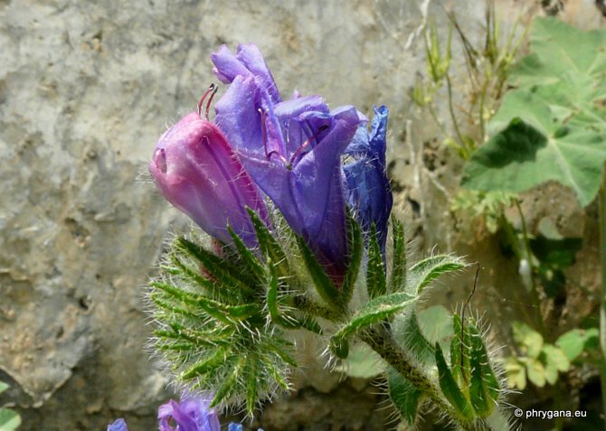 Echium plantagineum L.