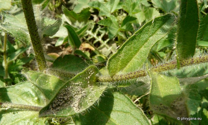 Echium plantagineum L.