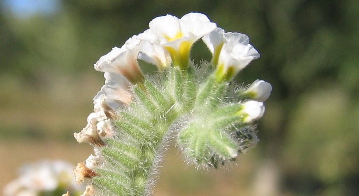 Heliotropium hirsutissimum GRAUER