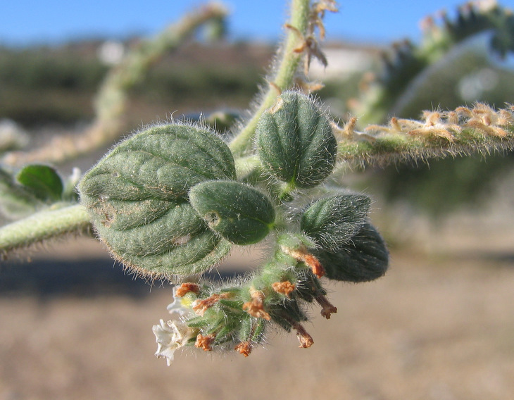 Heliotropium hirsutissimum GRAUER