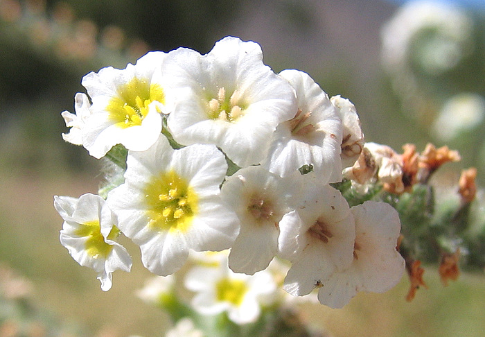 Heliotropium hirsutissimum GRAUER