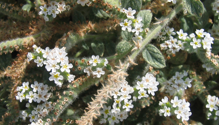 Heliotropium hirsutissimum GRAUER