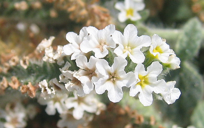 Heliotropium hirsutissimum GRAUER