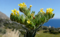 Neatostema apulum (L.) I. M. JOHNST.