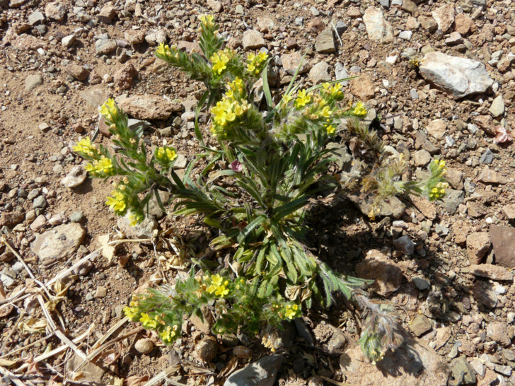 Neatostema apulum (L.) I. M. JOHNST.