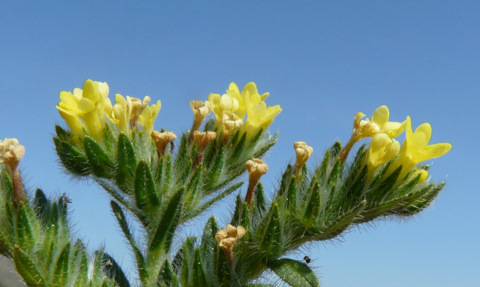 Neatostema apulum (L.) I. M. JOHNST.