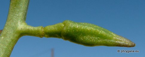 Cakile maritima Scop. subsp. maritima