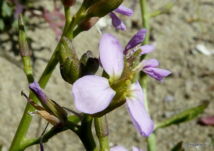 Cakile maritima Scop. subsp. maritima