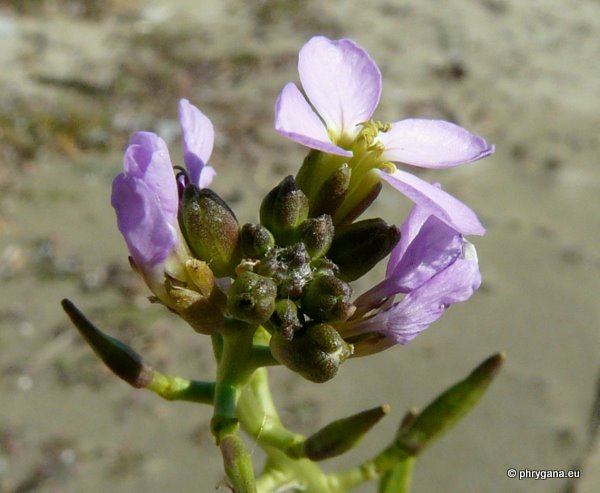 Cakile maritima Scop. subsp. maritima