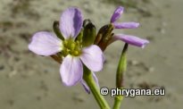 Cakile maritima Scop. subsp. maritima