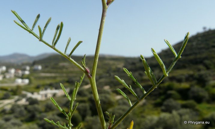 Erucaria hispanica (L.) DRUCE