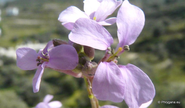 Erucaria hispanica (L.) DRUCE