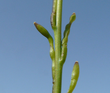 Hirschfeldia incana  (L.) LAGR. FOSS.