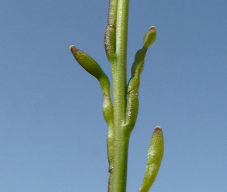 Hirschfeldia incana  (L.) LAGR. FOSS.