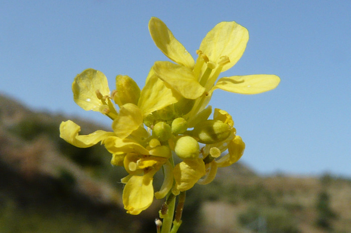 Hirschfeldia incana  (L.) LAGR. FOSS.