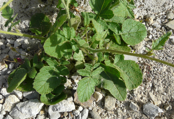 Hirschfeldia incana  (L.) LAGR. FOSS.