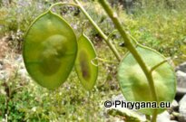 Lunaira annua subsp. pachyrhiza (BORBÁS) HAYEK