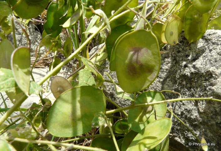 Lunaira annua subsp. pachyrhiza (BORBÁS) HAYEK