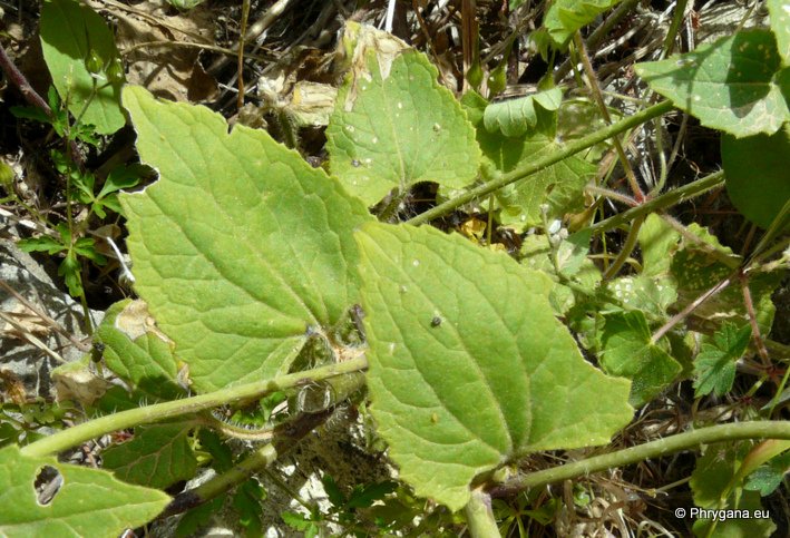 Lunaira annua subsp. pachyrhiza (BORBÁS) HAYEK